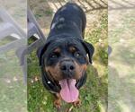 Small #1 Rottweiler