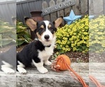 Image preview for Ad Listing. Nickname: Nora