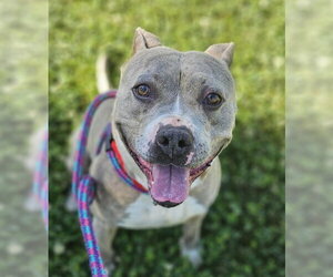 Mutt Dogs for adoption in Sacramento, CA, USA