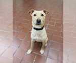 Small #4 Golden Labrador