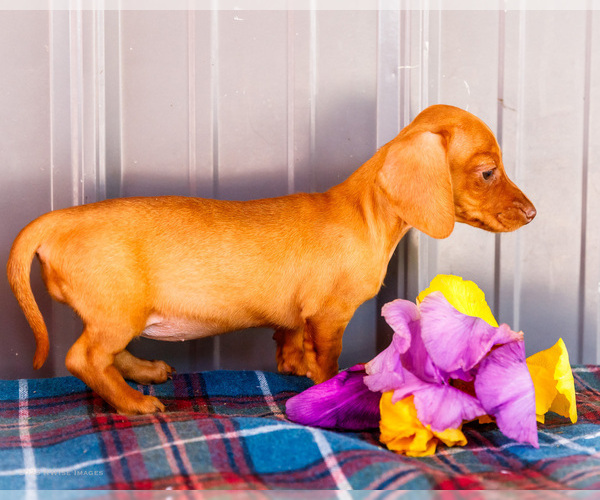 Medium Photo #5 Dachshund Puppy For Sale in WAKARUSA, IN, USA