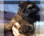 Small Photo #1 Soft Coated Wheaten Terrier Puppy For Sale in ACTON, TX, USA