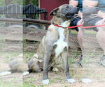 Small #2 Mutt