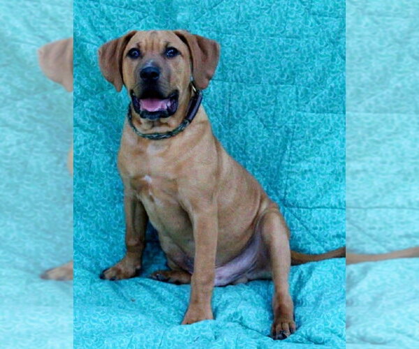 Medium Photo #4 Black Mouth Cur-Unknown Mix Puppy For Sale in FRAMINGHAM, MA, USA