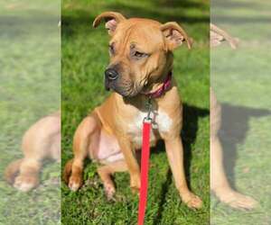 Boxer-Mastiff Mix Dogs for adoption in Woodbury, NY, USA