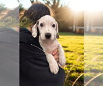 Small #1 Mutt
