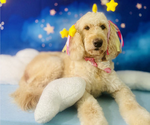 Mother of the Doodle-Goldendoodle Mix puppies born on 08/13/2025