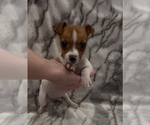 Small #7 Jack Russell Terrier