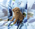 Small Photo #5 Goldendoodle (Miniature) Puppy For Sale in MILWAUKEE, WI, USA