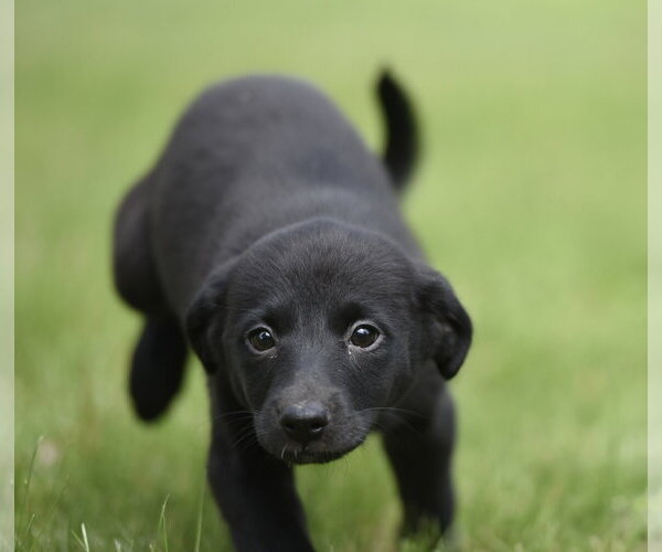 Medium Photo #2 Borador Puppy For Sale in Mechanicsburg, PA, USA
