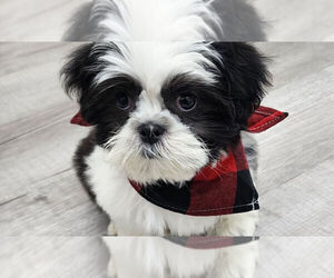 Shih Tzu Puppy for sale in FOREST, VA, USA