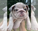 Image preview for Ad Listing. Nickname: Precious AKC