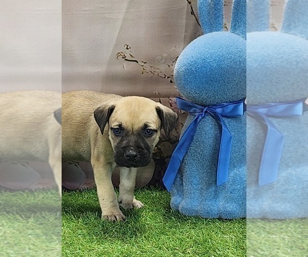 Medium Photo #4 Catahoula Leopard Dog Puppy For Sale in CUMBY, TX, USA