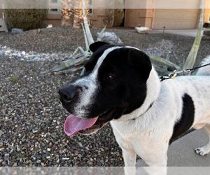 Chinese Shar-Pei-Unknown Mix Dogs for adoption in Chandler, AZ, USA