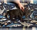 Small #5 Cocker Spaniel