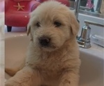 Small #9 Goldendoodle