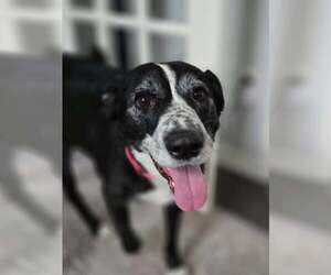 Medium Border Collie Mix