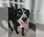 Small Border Collie Mix