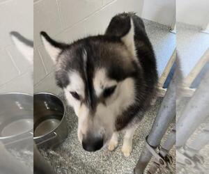 Siberian Husky Dogs for adoption in Salisbury, NC, USA