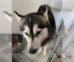 Small Siberian Husky