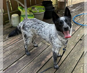 Mutt Dogs for adoption in Garden City, NY, USA