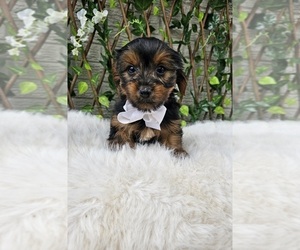 Yorkshire Terrier Puppy for sale in INDIANAPOLIS, IN, USA