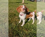 Puppy Mellow Brittany