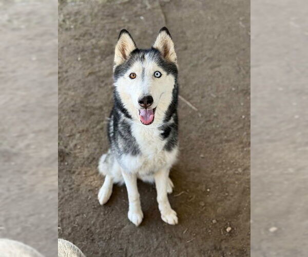 Medium Photo #1 Siberian Husky Puppy For Sale in Riverside, CA, USA