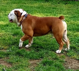 Olde English Bulldogge Puppy for sale in CYNTHIANA, IN, USA