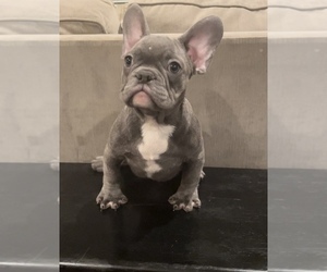 French Bulldog Puppy for sale in STKN, CA, USA