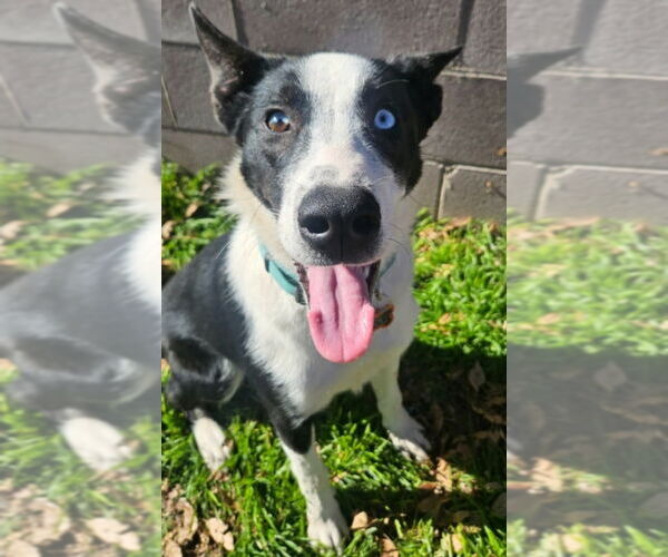 Medium Photo #3 Border Collie-Unknown Mix Puppy For Sale in Lakewood, CO, USA