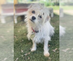 Mutt Dogs for adoption in Ventura, CA, USA