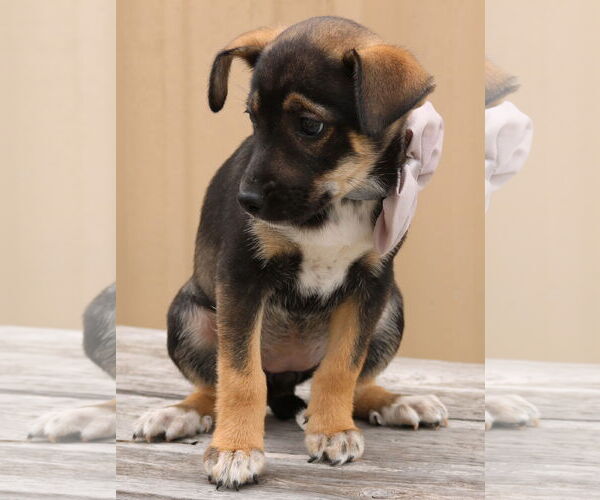 Medium Photo #2 Chihuahua-Unknown Mix Puppy For Sale in Bandera, TX, USA