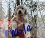 Small Golden Retriever
