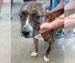 Small #1 American Bulldog-Mountain Cur Mix