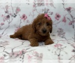 Small Photo #3 Goldendoodle (Miniature) Puppy For Sale in LAKELAND, FL, USA