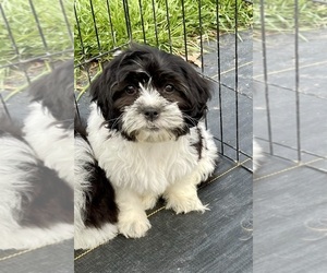 Zuchon Puppy for sale in MOUNT PLEASANT, MI, USA
