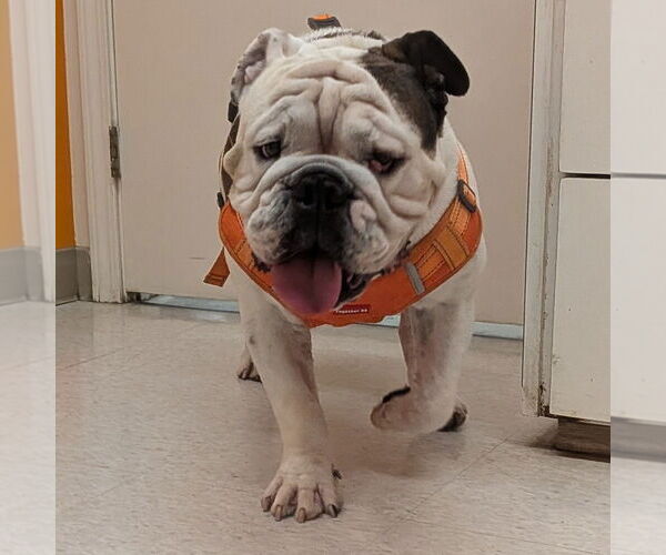 Medium Photo #10 Bulldog Puppy For Sale in Vail, AZ, USA