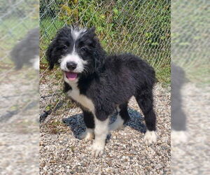 Bernese Mountain Dog Dogs for adoption in Lake City, MI, USA