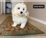 Small #2 Maltese