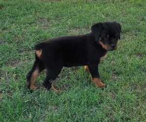 Rottweiler Puppy for sale in JURUPA VALLEY, CA, USA