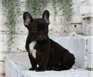 French Bulldog Puppy for sale in BETHESDA, MD, USA