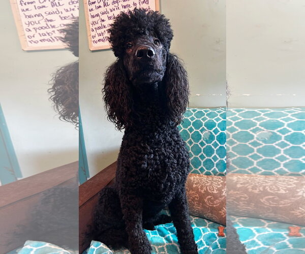 Medium Photo #8 Poodle (Standard) Puppy For Sale in Pacolet, SC, USA