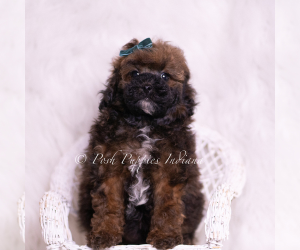 Medium Photo #6 Poodle (Toy) Puppy For Sale in WARSAW, IN, USA