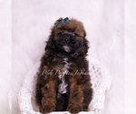 Small Photo #55 Poodle (Toy) Puppy For Sale in WARSAW, IN, USA