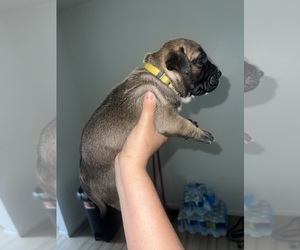 Presa Canario Puppy for sale in BAKERSFIELD, CA, USA