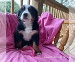 Puppy Puppy 4 Bernese Mountain Dog