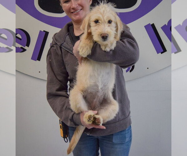 Medium Photo #4 Mutt Puppy For Sale in Huntley, IL, USA