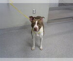 Small American Pit Bull Terrier Mix
