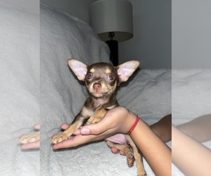 Chihuahua Puppy for sale in MESA, AZ, USA